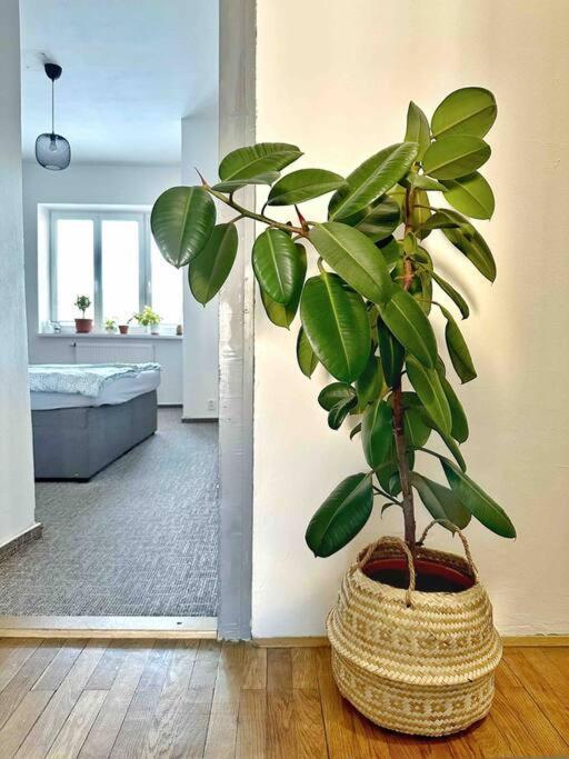 Bright And Central Suite With A Balcony Brno Exterior foto